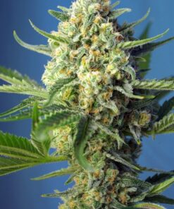Foto S.A.D. Sweet Afgani Delicious Auto®
