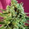 Foto S.A.D. Sweet Afgani Delicious CBD