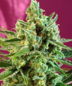 Foto S.A.D. Sweet Afgani Delicious CBD