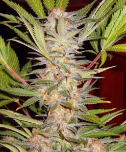Foto S.a.d. f1 fast version sweet seeds