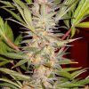 Foto sad sweet afgani delicious s1