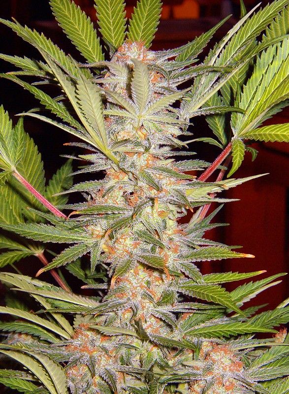 Foto sad sweet afgani delicious s1