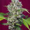 Foto San Fernando Lemon Kush® San Fernando Lemon Kush® San Fernando Lemon Kush® San Fernando Lemon Kush