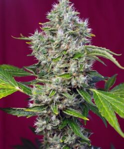 Foto San Fernando Lemon Kush® San Fernando Lemon Kush® San Fernando Lemon Kush® San Fernando Lemon Kush