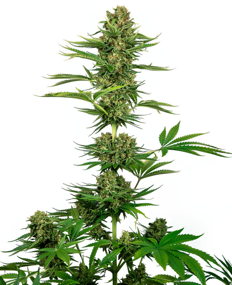 Satin black domina cbd sensi seeds Foto Satin black domina cbd sensi seeds