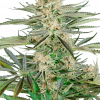Foto Screwdriver og feminizada sensi seeds