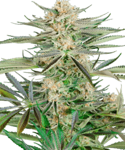 Foto Screwdriver og feminizada sensi seeds
