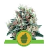 Foto Royal creamatic auto royal queen seeds