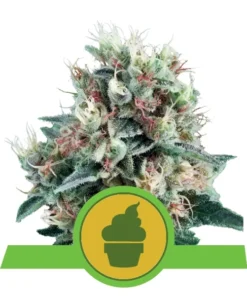 Foto Royal creamatic auto royal queen seeds