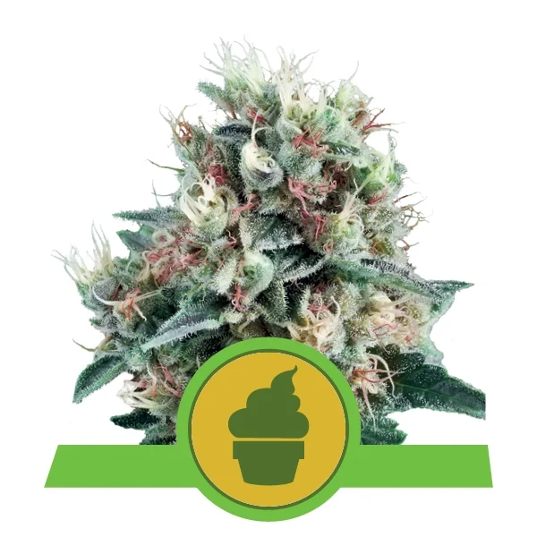 Royal creamatic auto royal queen seeds Foto Royal creamatic auto royal queen seeds