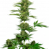 Foto Sensi #743 auto sensi seeds