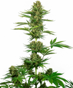 Foto Sensi #743 auto sensi seeds