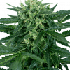 Foto Sensi amnesia auto sensi seeds