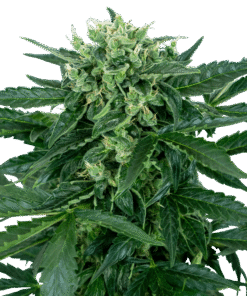 Foto Sensi amnesia auto sensi seeds