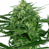 Foto Sensi amnesia 100% sensi seeds
