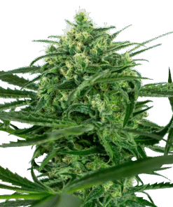Foto Sensi amnesia 100% sensi seeds