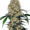 Foto Sensi amnesia xxl auto sensi seeds