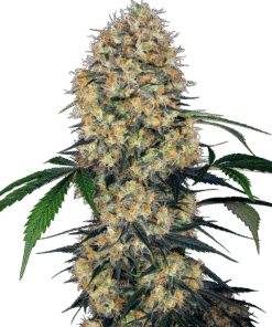 Foto Sensi amnesia xxl auto sensi seeds