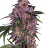 Foto Purple kush 100% sensi seeds