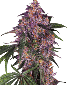 Foto Purple kush 100% sensi seeds