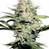 Foto Sensi skunk auto sensi seeds