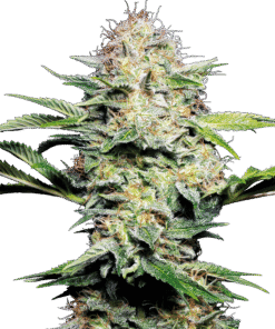 Foto Sensi skunk auto sensi seeds