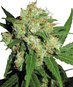 Foto Sensi skunk 100% sensi seeds