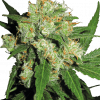 Foto Sensi skunk 100% sensi seeds