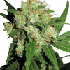 Foto Sensi skunk regular 10 unidades sensi seeds