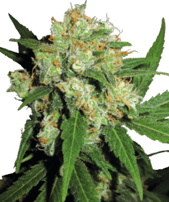 Foto Sensi skunk regular 10 unidades sensi seeds