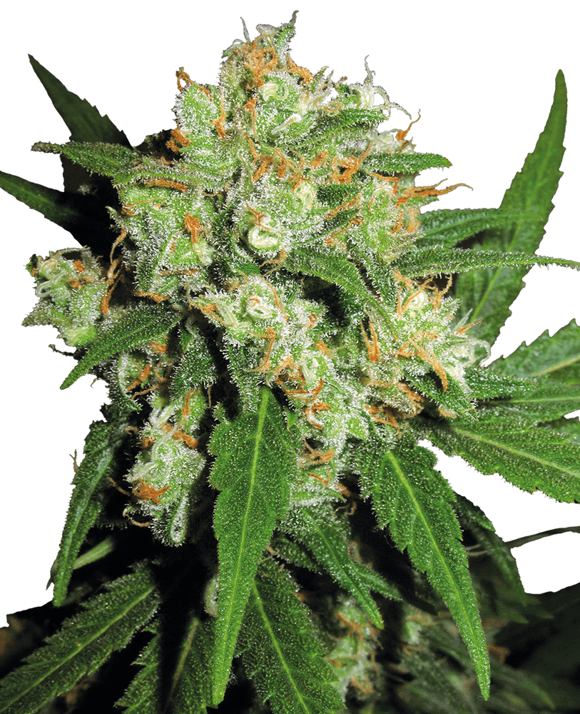 Sensi skunk regular 10 unidades sensi seeds Foto Sensi skunk regular 10 unidades sensi seeds