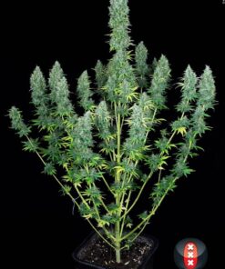 Foto Serious happiness (6) 100% serious seeds