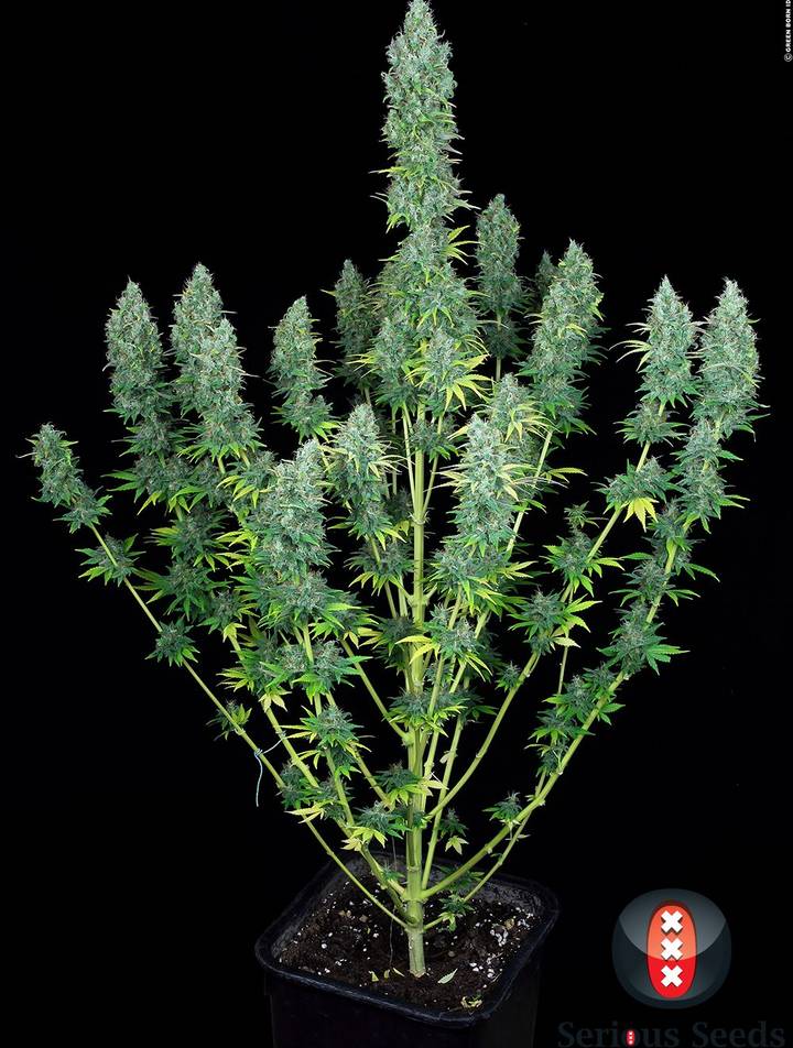 serious-happiness_024_copyright-by-gbi-2015-R Foto Serious happiness (6) 100% serious seeds