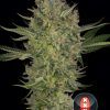 Serious kush serious seeds (6 und)