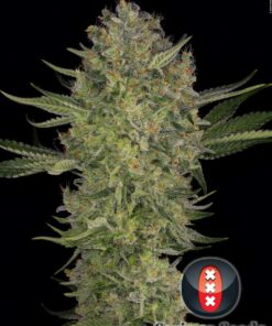 Serious kush serious seeds (6 und)