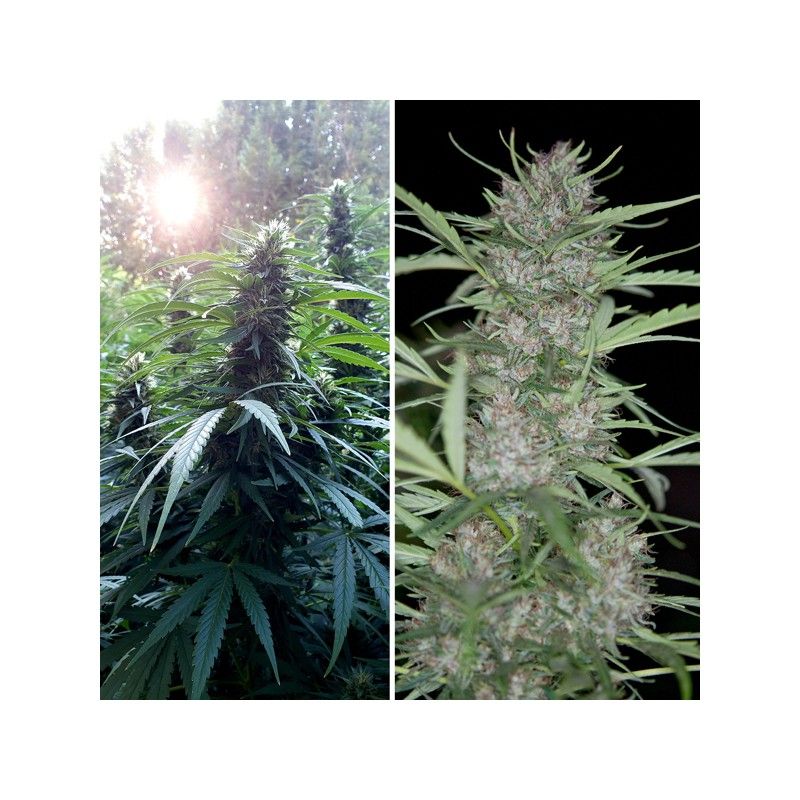 Shaman regular dutch passion Foto Shaman regular dutch passion