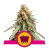 Foto Shining silver haze 100% royal queen seeds
