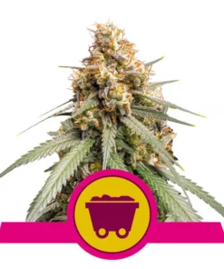 Foto Shining silver haze 100% royal queen seeds