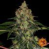 Foto Shiskaberry 100% barney's farm seeds