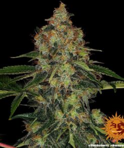 Foto Shiskaberry 100% barney's farm seeds