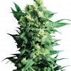 Foto Shiva shanti regular 10 unidades sensi seeds