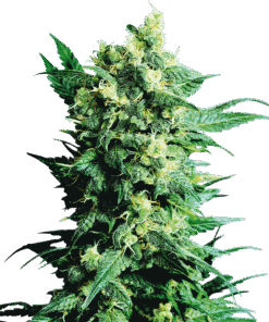 Foto Shiva shanti regular 10 unidades sensi seeds