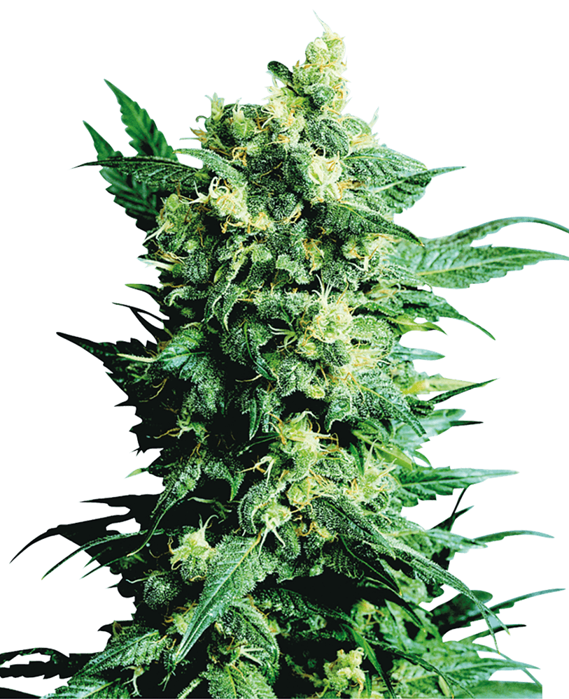 Shiva shanti regular 10 unidades sensi seeds Foto Shiva shanti regular 10 unidades sensi seeds