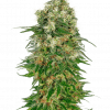 Foto Shiva skunk auto sensi seeds