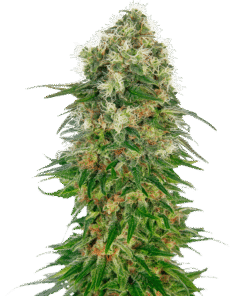 Foto Shiva skunk auto sensi seeds