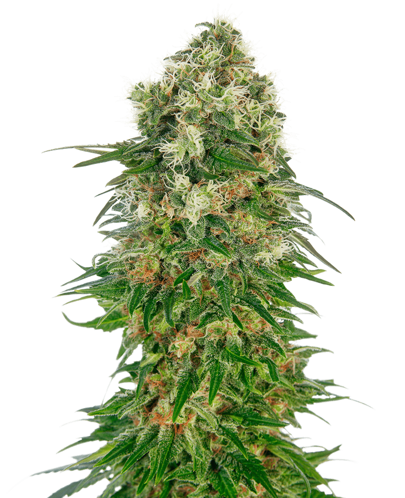 Shiva skunk auto sensi seeds Foto Shiva skunk auto sensi seeds
