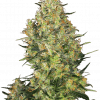 Foto Shiva skunk 100% sensi seeds