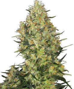 Foto Shiva skunk 100% sensi seeds