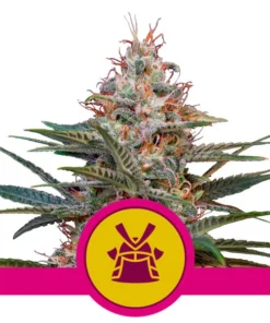 Shogun 100% royal queen seeds