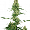 Foto Silver fire 100% sensi seeds